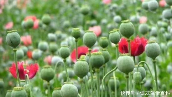  罂粟@农村这3种“行为”已不被允许，属违法行为，找村干部也不