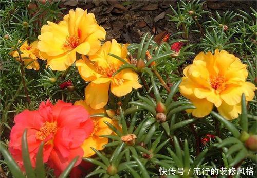 『观赏价值极』新手养花选它,有土有水就能活,随手一样就爆盆!