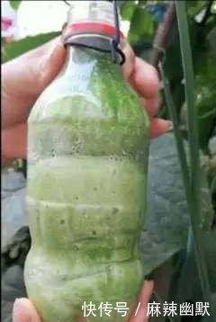女子把黄瓜放进饮料瓶里，众人嘲笑，一个月后却令人羡慕不已！