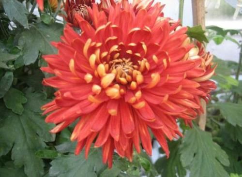  动人：喜欢菊花，不如养盆“菊中精品”白猿献果，花开山间，紫色动人