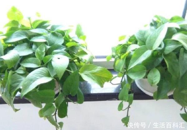 『氧化』卧室养什么花好？这3种花，净化空气吸甲醛，尤其是最后一种！