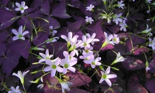  「紫色酢酱草」紫色酢浆草怎么养才能使叶子更多？花匠教你这么做，效果非常好