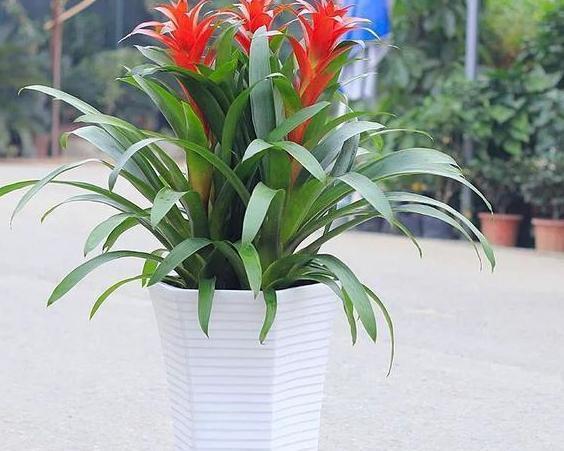 「观赏凤梨」此款''凤梨''又叫菠萝花,只开花不结果,花色艳丽、观赏价值高