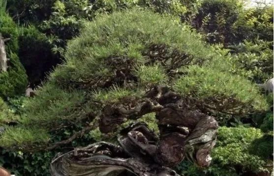 岁寒三友，一组松树盆景佳作欣赏