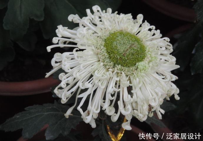  #西洋杜鹃#喜欢玫瑰，不如养“珍品菊花”淡粉千杯，似白色向日葵，素洁高雅