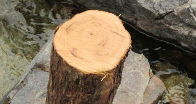  「价格昂贵」农村有一种树，价格昂贵超过紫檀，可惜已经很少了