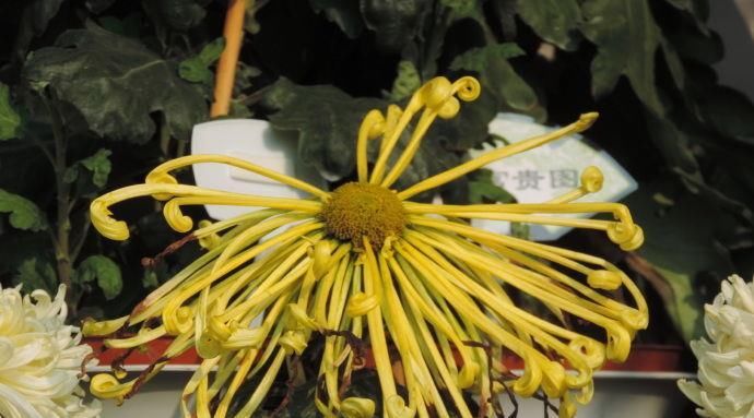  『洒脱』喜欢菊花，不如养盆“菊中稀品”盘龙金紫，飘逸洒脱，刚劲有力！