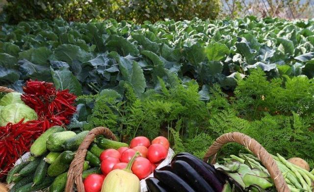 世界上第一个把沙漠变“绿洲”的国家, 不是日本, 也不是以色列