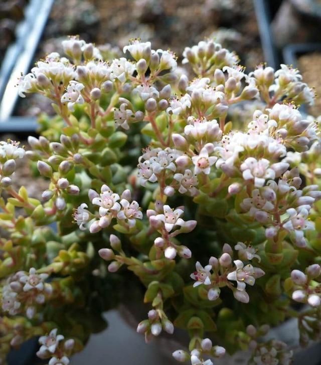 『自带』自带特殊“体臭”的多肉植物,入手需谨慎