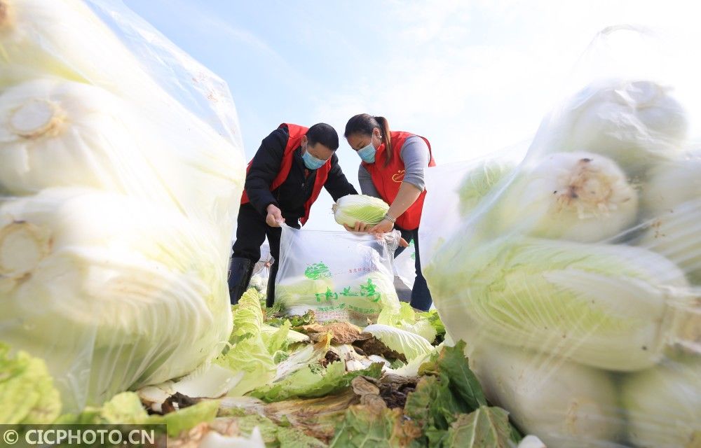  「衡阳」湖南衡阳：蔬菜赠鄂助战疫