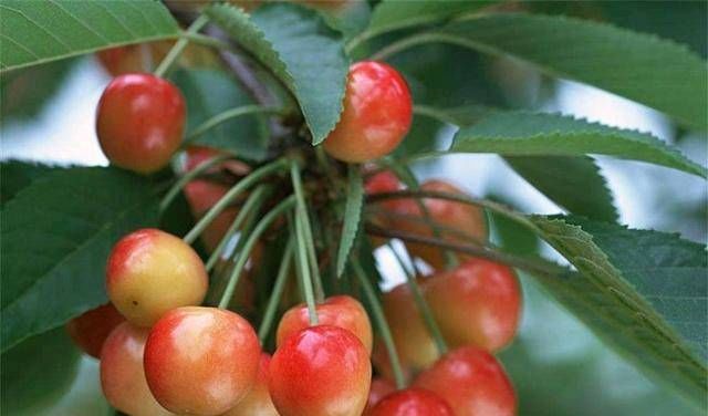  『成形』盆栽樱桃种植技术，使枝条拔节成形，茎粗矮化，趣味性强，美观大方