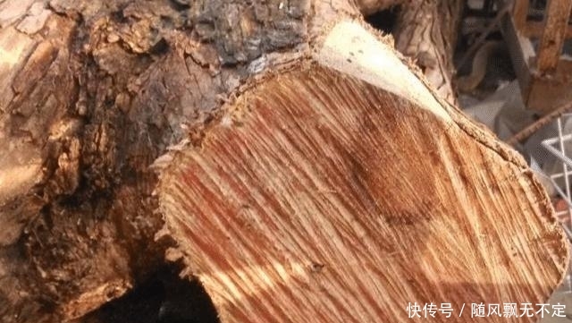  帝王：人称“帝王木”，与檀木齐名，价值极高，农村遇见，请保