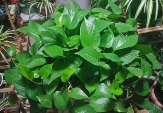  [绿萝]绿萝越养越小？给它加点餐，叶子油绿比巴掌大！