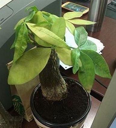  『绿萝』绿萝、发财树蔫了？别浇水，浇一盆死一盆，要这样救治