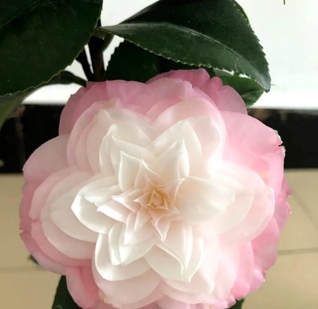 『恢复生长』三四月是茶花的盛花季,别偷懒勤快些,枝繁叶茂,开花一茬茬