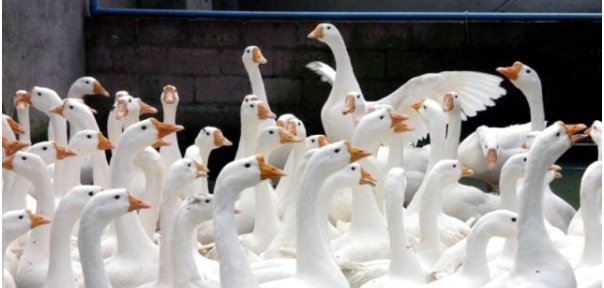  【赚钱】2019年，农村这些养殖项目比较赚钱，做好比打工强！