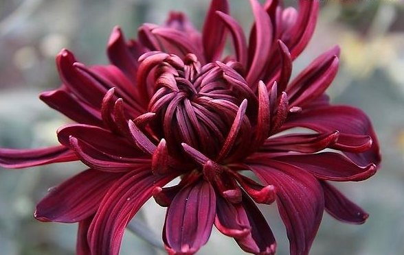 #珍品#喜欢养菊花,不如养些菊种珍品,花开大又艳,花朵清新脱俗,美爆