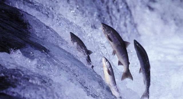 淡水鱼在海水里是不成活的，那黄河水流入渤海后黄河鱼都哪去了？