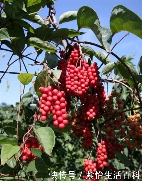  种植|它像红葡萄，因集五味而出名，一斤70元，可摘20年，种植的