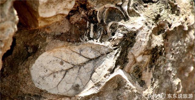 云南深山有座古村落，盖房的石头全是“植物尸体”, 距今3亿年