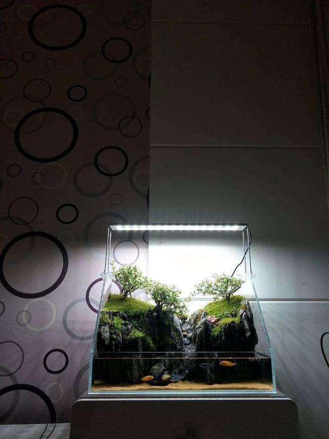  「养草」从养鱼到养草，从雨林缸到水陆缸 | 10年水族之路