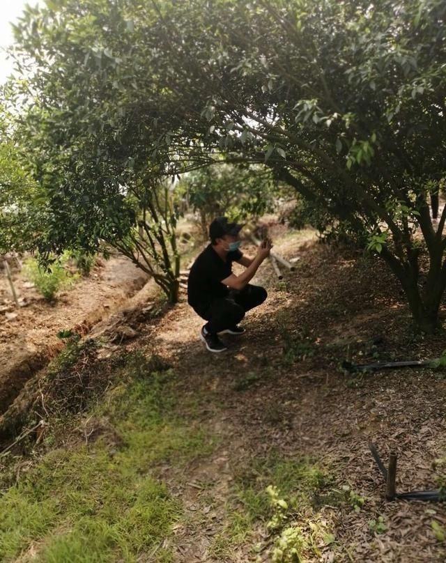 【产区】一方水土养一方皮,说说新会陈皮的“核心产区”!