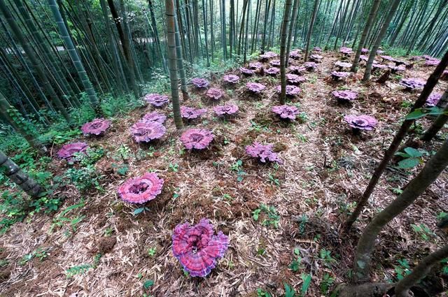 哇！巨型灵芝！第三届旅游文化节亮点抢先看！