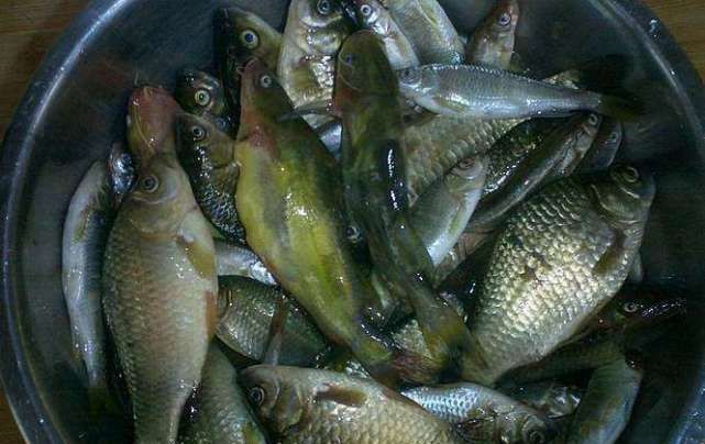  「外来物种」我们周围的野生鱼减少，真的是工业污染的锅吗？ 不