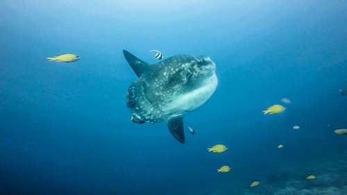 世界上渔民最讨厌的鱼，常躺在水面晒“日光浴”，渔民见到它就躲