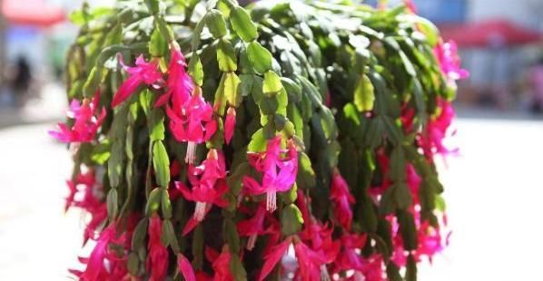  【养成】蟹爪兰开成2米花树,太阳花养成老桩,1招就搞定!