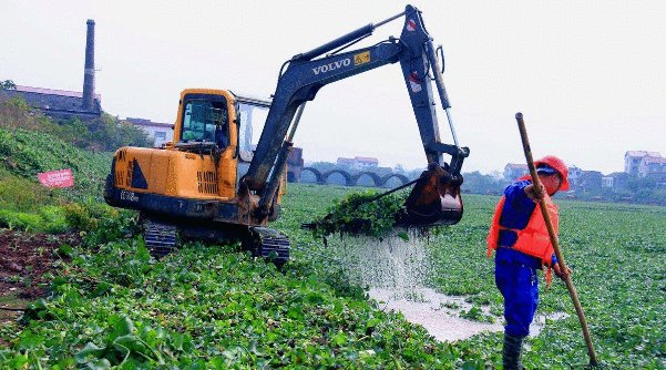  【创造力】原来的入侵物种“水葫芦”，现在都去哪了？中国人太