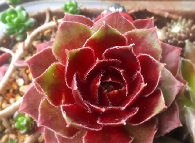  「多肉植物」多肉化水了怎么办，什么原因造成的，怎么叶插？