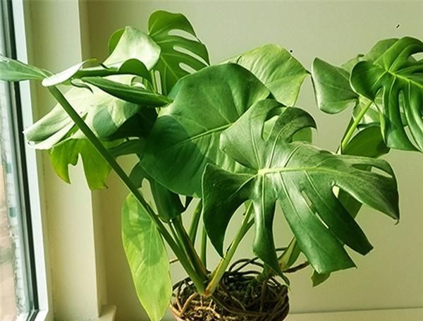  「种植」种植龟背竹以及如何照顾
