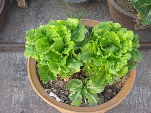  西红柿：这几种蔬菜，种在花盆里，一年四季吃不完的菜，真好