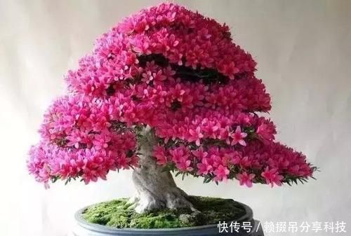 『春天』春天养花选它,红花配绿叶,观赏价值高,是家庭盆栽佳品