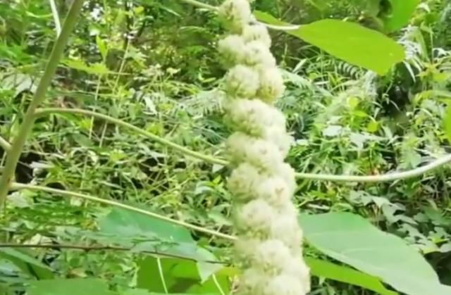  「叫法」农村路边常见的植物“白背叶”，如今药用价值高，就问