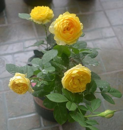  「郁郁葱葱」懒人这几款花，管理简单花量大，郁郁葱葱，盛开时繁花似锦