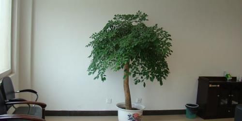  『侧芽』幸福树容易掉叶？学会这4招，侧芽长不停，四季翠绿！