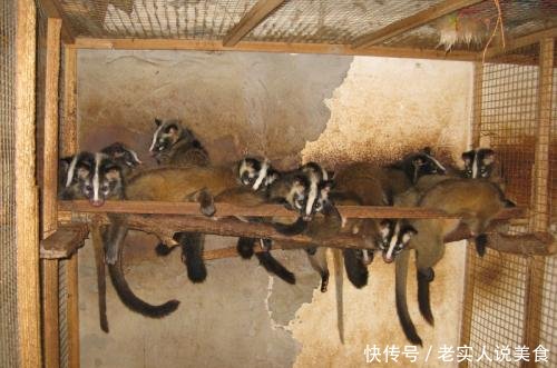 曾因病害无人敢吃，6年前被大量养殖，如今很稀罕，一斤130元