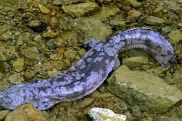  神兽：张家界的“守护神兽”，全世界最大的大鲵，现如今已经200