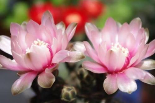 #玫瑰#喜欢玫瑰,不如养盆“珍品名菊”万山红遍,花色靓丽,寓意极好!