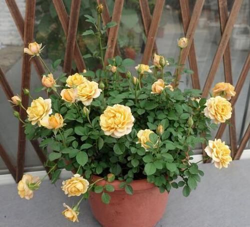  「娇艳」月季花为什么花朵越开越小？这五点做好，叶茂花繁色娇艳