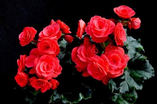  「绿萝」这三种花，一年四季能开花！而且比绿萝还好养、还长得