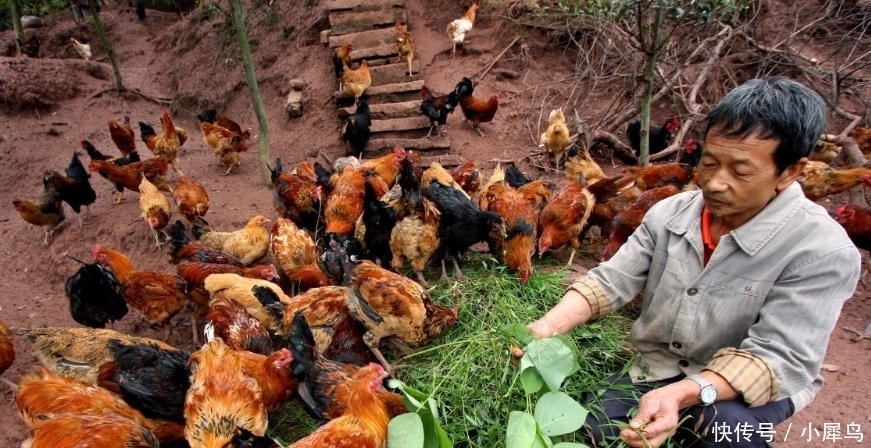 曾被“疯抢”的土鸡，如今拿到城里却没人买，农民：这是为啥？