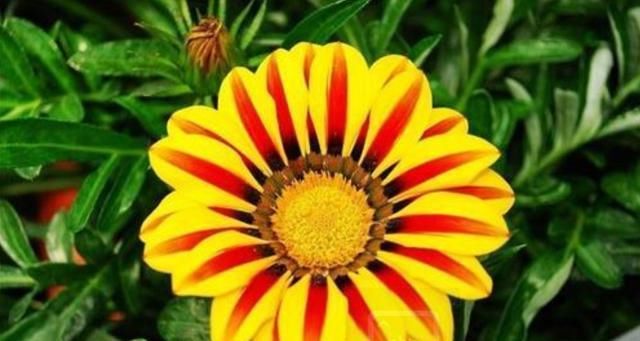  【养花】喜欢在家里养花，就养这几种花，开花美很娇艳，花期长特好养