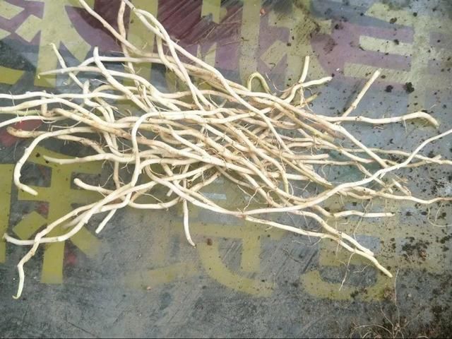  慎养■这花要慎养，每年砍掉3麻袋，照样蹭蹭长