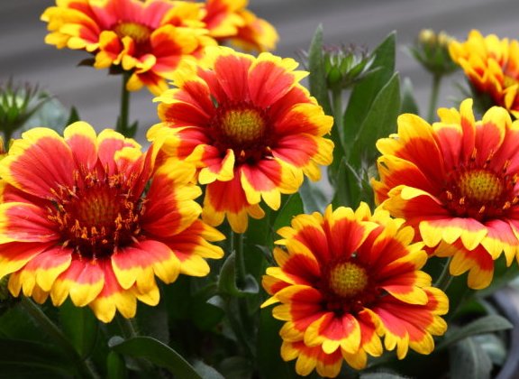  「不妨」喜欢养菊花，不妨试试这几朵，花形别致，花色淡雅，简简单单就爆