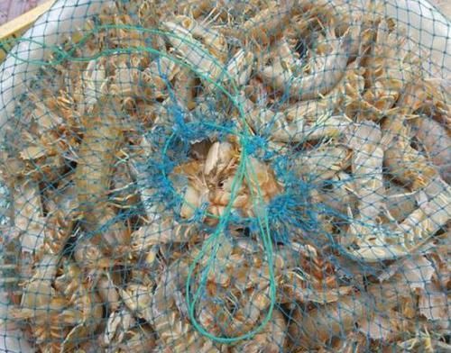  速度■繁殖速度非常快，市场供不应求，农民：价格也很高，就不