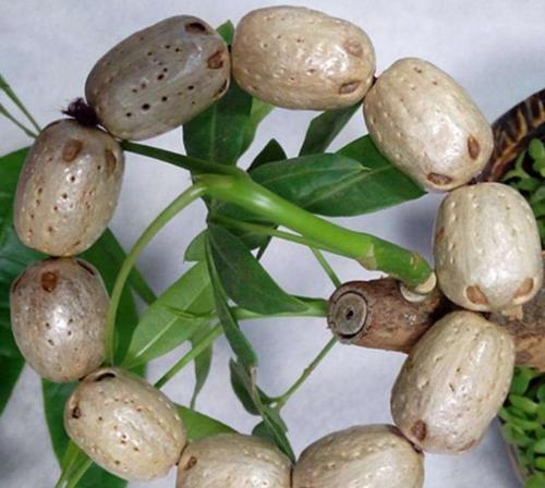 农村一种树能长20米，俗称“五眼果”，价值上百，产量巨大！