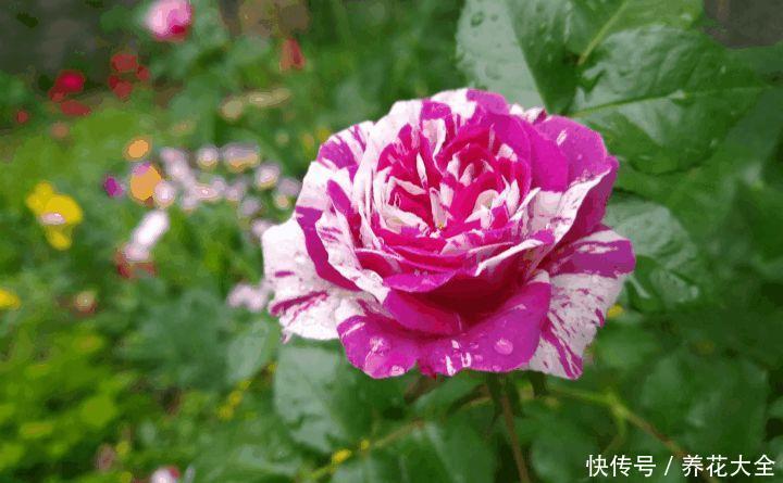 这3种花，家里要是有1棵，给多少钱都不卖！